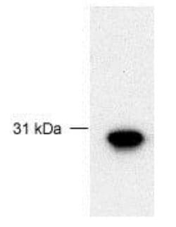 FBG4 Antibody - BSA Free, Novus Biologicals 0.025 mg; Unconjugated:Antibodies,